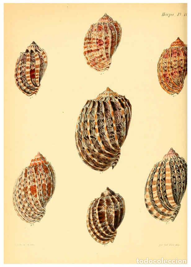 Collection Magazines and Newspapers: Reproducci&oacute;n/Reproduction 6029560835: Conchologia iconica, or, Illustrations of the shells of mollus