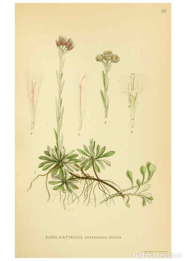 Collection Magazines and Newspapers: Reproducci&oacute;n/Reproduction 6028715143: Billeder af nordens flora. v.1 K&oslash;benhavn,G.E.C. Gad's forlag,1