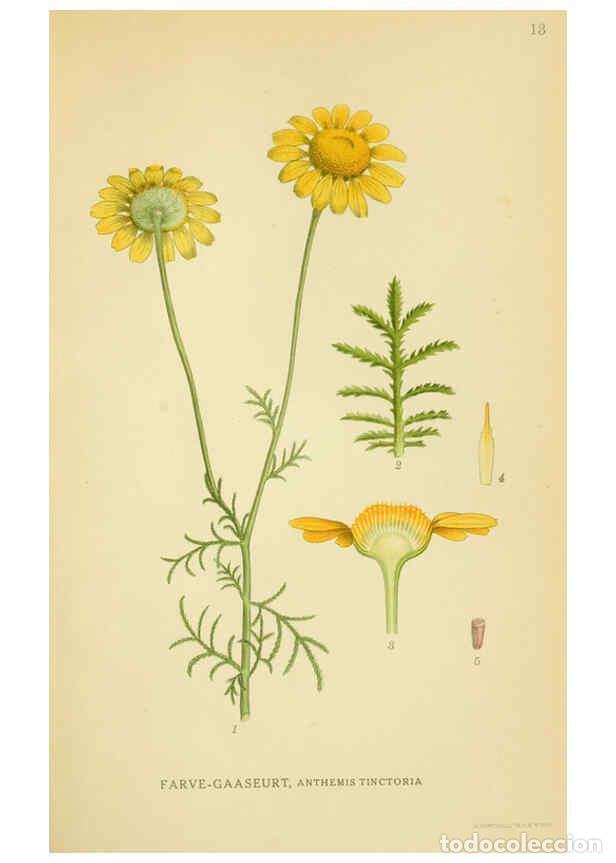 Collection Magazines and Newspapers: Reproducci&oacute;n/Reproduction 6029263094: Billeder af nordens flora. v.1 K&oslash;benhavn,G.E.C. Gad's forlag,1