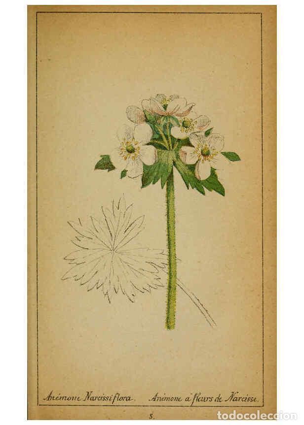 Collection Magazines and Newspapers: Reproducci&oacute;n/Reproduction 6031652219: Choix de plantes de l'Europe centrale et particuli&egrave;rement de l