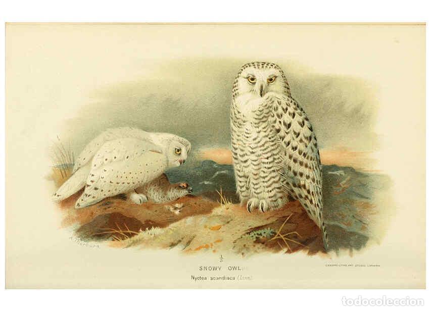 Collection Magazines and Newspapers: Reproducci&oacute;n/Reproduction 6028622529: Coloured figures of the birds of the British Islands. v.1 Lond