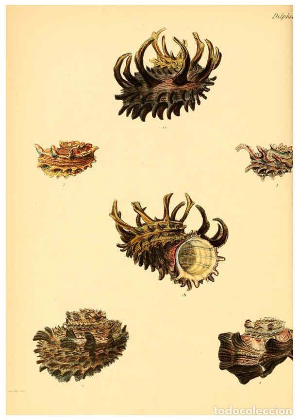 Collection Magazines and Newspapers: Reproducci&oacute;n/Reproduction 6030111268: Conchologia iconica, or, Illustrations of the shells of mollus
