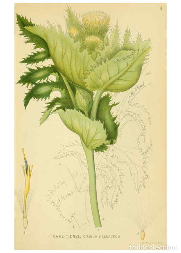 Collection Magazines and Newspapers: Reproducci&oacute;n/Reproduction 6028708091: Billeder af nordens flora. v.1 K&oslash;benhavn,G.E.C. Gad's forlag,1