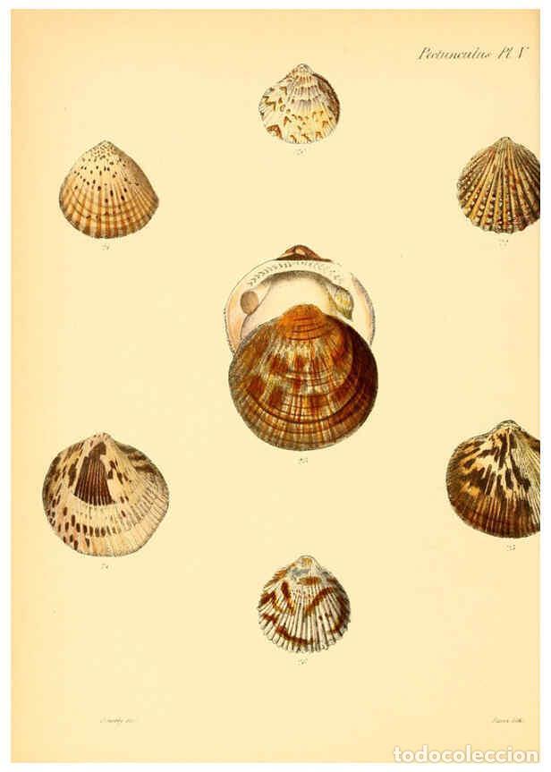 Collection Magazines and Newspapers: Reproducci&oacute;n/Reproduction 6029552257: Conchologia iconica, or, Illustrations of the shells of mollus