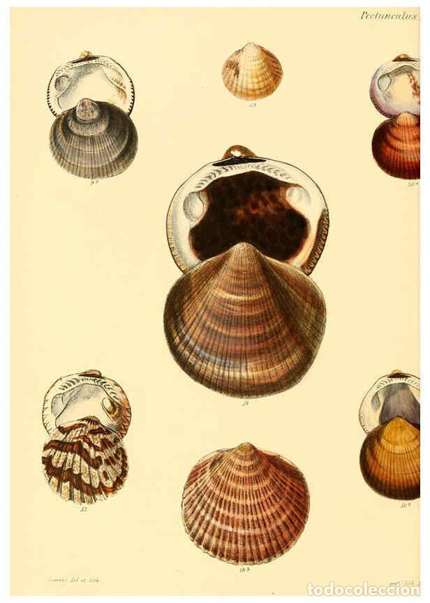 Collection Magazines and Newspapers: Reproducci&oacute;n/Reproduction 6030108064: Conchologia iconica, or, Illustrations of the shells of mollus