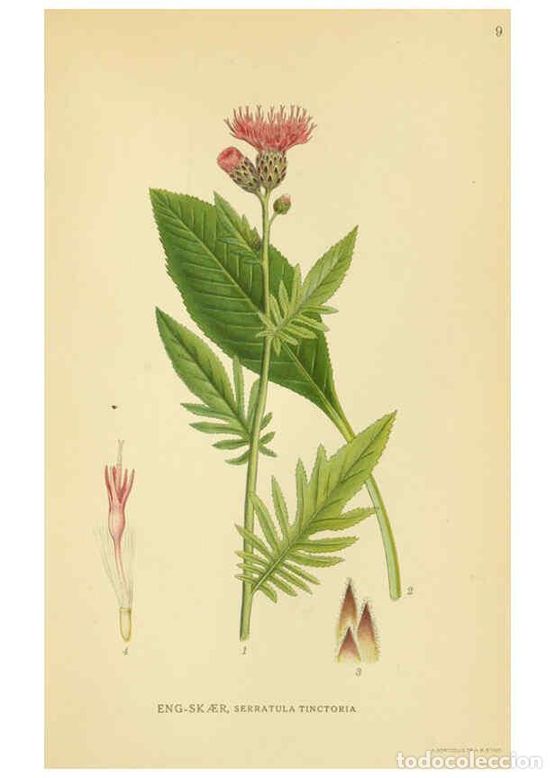 Collection Magazines and Newspapers: Reproducci&oacute;n/Reproduction 6029261866: Billeder af nordens flora. v.1 K&oslash;benhavn,G.E.C. Gad's forlag,1