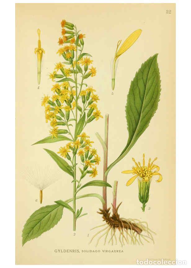 Collection Magazines and Newspapers: Reproducci&oacute;n/Reproduction 6029268378: Billeder af nordens flora. v.1 K&oslash;benhavn,G.E.C. Gad's forlag,1