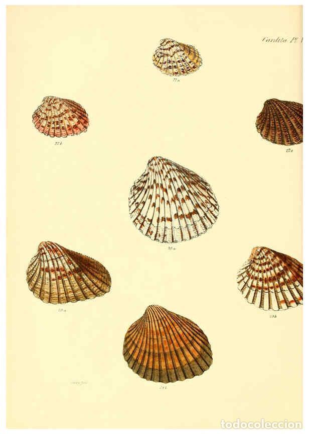 Collection Magazines and Newspapers: Reproducci&oacute;n/Reproduction 6030110076: Conchologia iconica, or, Illustrations of the shells of mollus