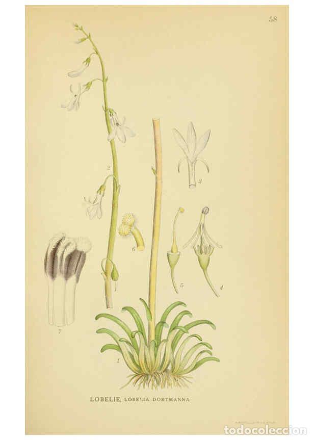 Collection Magazines and Newspapers: Reproducci&oacute;n/Reproduction 6029275154: Billeder af nordens flora. v.1 K&oslash;benhavn,G.E.C. Gad's forlag,1