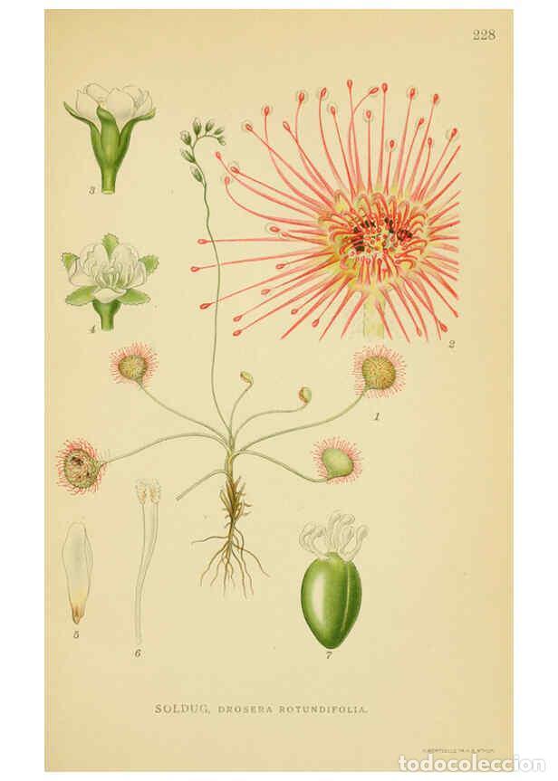 Collection Magazines and Newspapers: Reproducci&oacute;n/Reproduction 6029399172: Billeder af nordens flora. v.1 K&oslash;benhavn,G.E.C. Gad's forlag,1