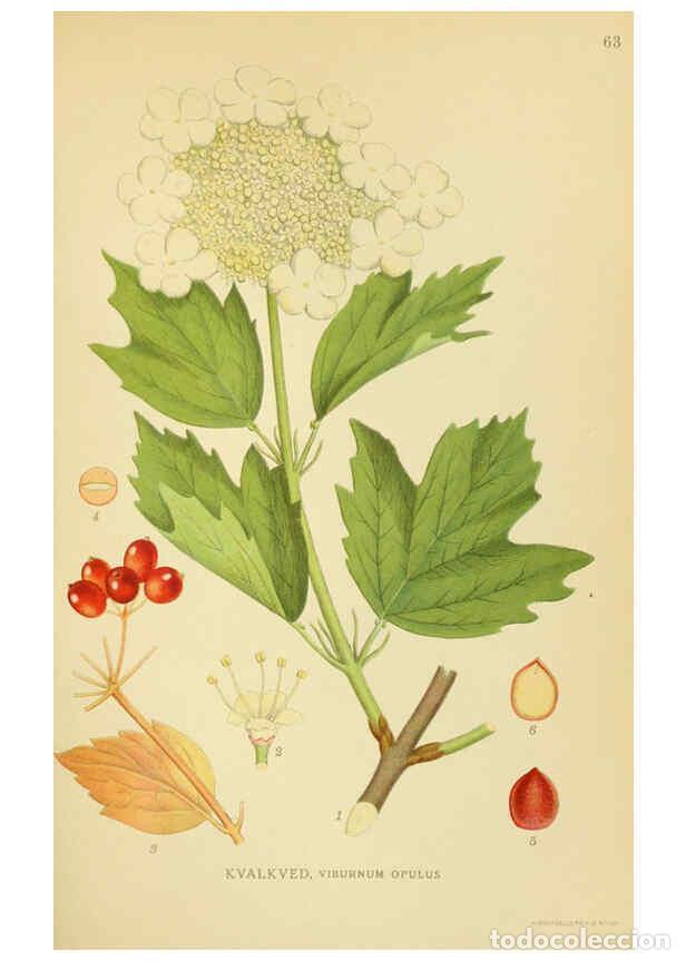 Collection Magazines and Newspapers: Reproducci&oacute;n/Reproduction 6029276370: Billeder af nordens flora. v.1 K&oslash;benhavn,G.E.C. Gad's forlag,1