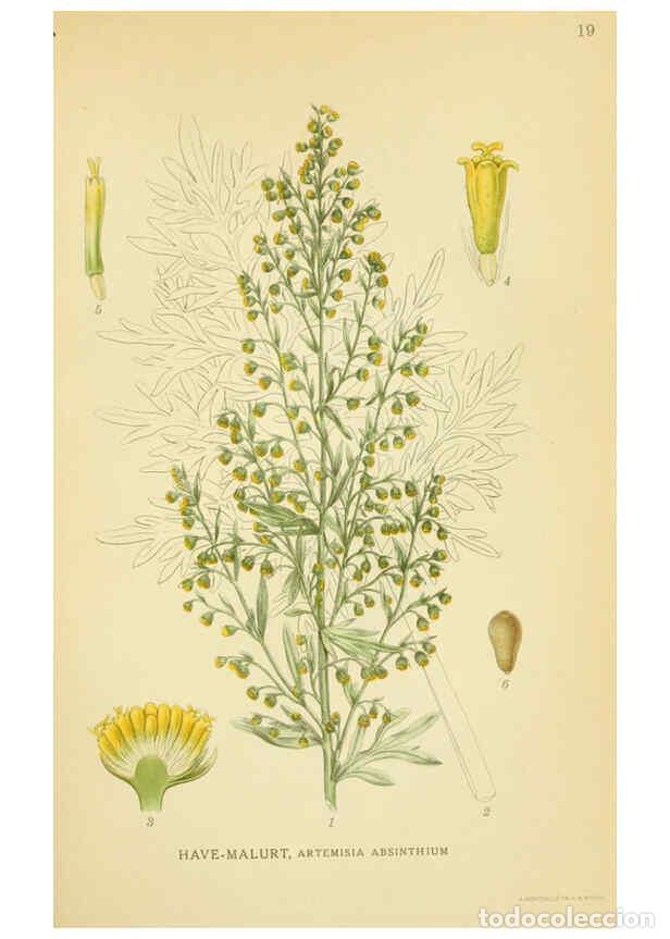 Collection Magazines and Newspapers: Reproducci&oacute;n/Reproduction 6029264660: Billeder af nordens flora. v.1 K&oslash;benhavn,G.E.C. Gad's forlag,1