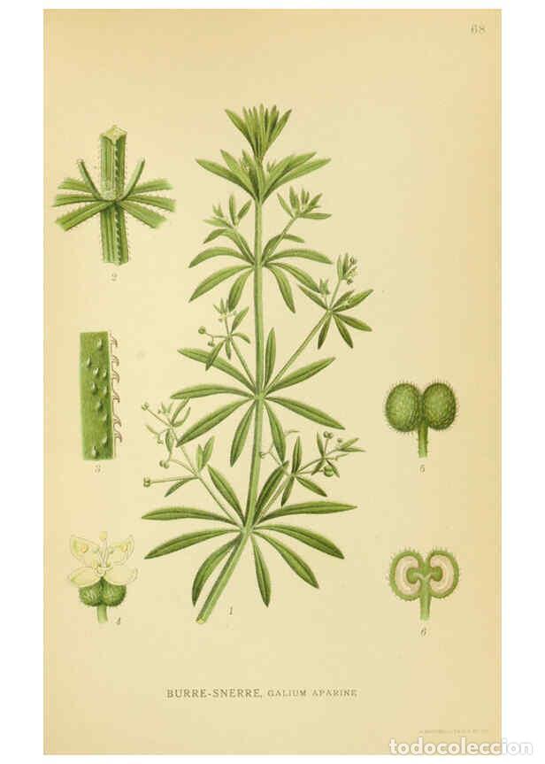 Collection Magazines and Newspapers: Reproducci&oacute;n/Reproduction 6029348610: Billeder af nordens flora. v.1 K&oslash;benhavn,G.E.C. Gad's forlag,1