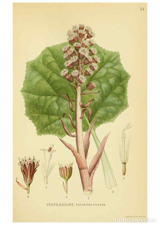 Collection Magazines and Newspapers: Reproducci&oacute;n/Reproduction 6029265934: Billeder af nordens flora. v.1 K&oslash;benhavn,G.E.C. Gad's forlag,1