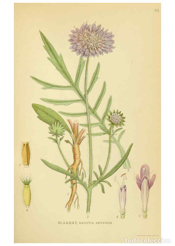 Collection Magazines and Newspapers: Reproducci&oacute;n/Reproduction 6028721237: Billeder af nordens flora. v.1 K&oslash;benhavn,G.E.C. Gad's forlag,1