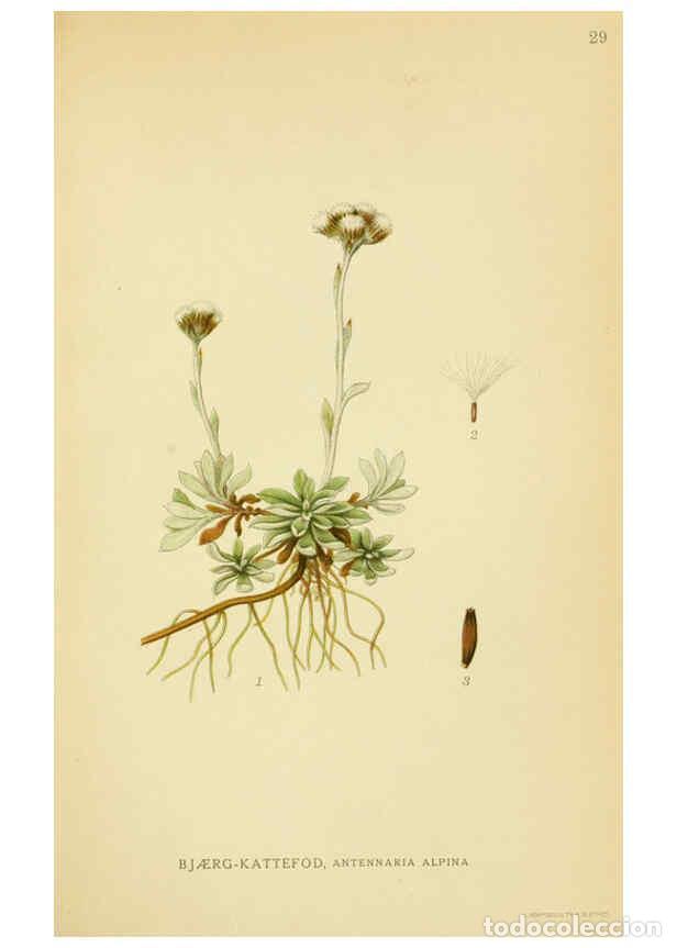 Collection Magazines and Newspapers: Reproducci&oacute;n/Reproduction 6028715337: Billeder af nordens flora. v.1 K&oslash;benhavn,G.E.C. Gad's forlag,1