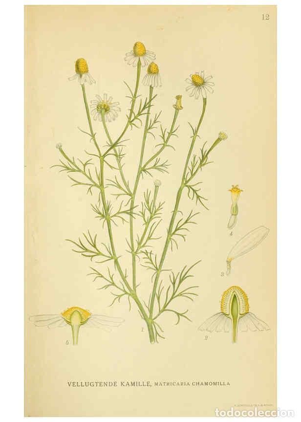 Collection Magazines and Newspapers: Reproducci&oacute;n/Reproduction 6029262672: Billeder af nordens flora. v.1 K&oslash;benhavn,G.E.C. Gad's forlag,1