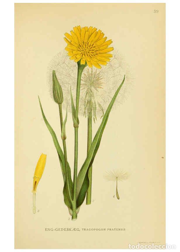 Collection Magazines and Newspapers: Reproducci&oacute;n/Reproduction 6029270192: Billeder af nordens flora. v.1 K&oslash;benhavn,G.E.C. Gad's forlag,1