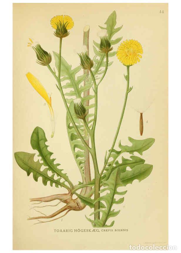 Collection Magazines and Newspapers: Reproducci&oacute;n/Reproduction 6029271650: Billeder af nordens flora. v.1 K&oslash;benhavn,G.E.C. Gad's forlag,1