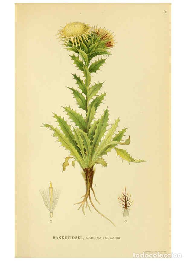 Collection Magazines and Newspapers: Reproducci&oacute;n/Reproduction 6029260740: Billeder af nordens flora. v.1 K&oslash;benhavn,G.E.C. Gad's forlag,1