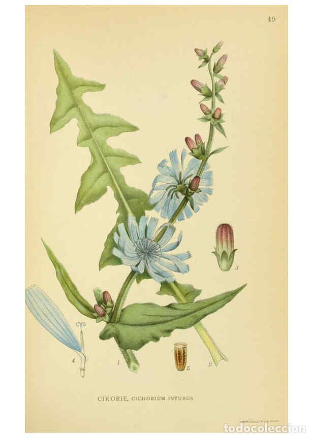 Collection Magazines and Newspapers: Reproducci&oacute;n/Reproduction 6029272804: Billeder af nordens flora. v.1 K&oslash;benhavn,G.E.C. Gad's forlag,1