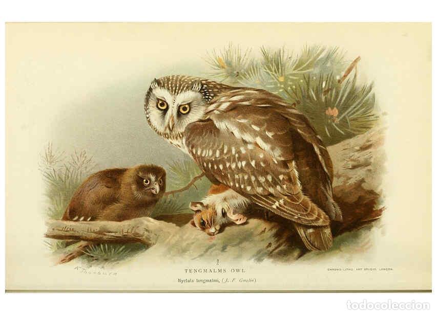 Collection Magazines and Newspapers: Reproducci&oacute;n/Reproduction 6028620575: Coloured figures of the birds of the British Islands. v.1 Lond