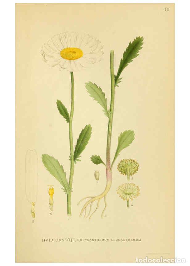 Collection Magazines and Newspapers: Reproducci&oacute;n/Reproduction 6029262166: Billeder af nordens flora. v.1 K&oslash;benhavn,G.E.C. Gad's forlag,1