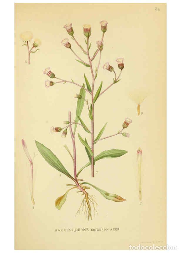 Collection Magazines and Newspapers: Reproducci&oacute;n/Reproduction 6029268978: Billeder af nordens flora. v.1 K&oslash;benhavn,G.E.C. Gad's forlag,1