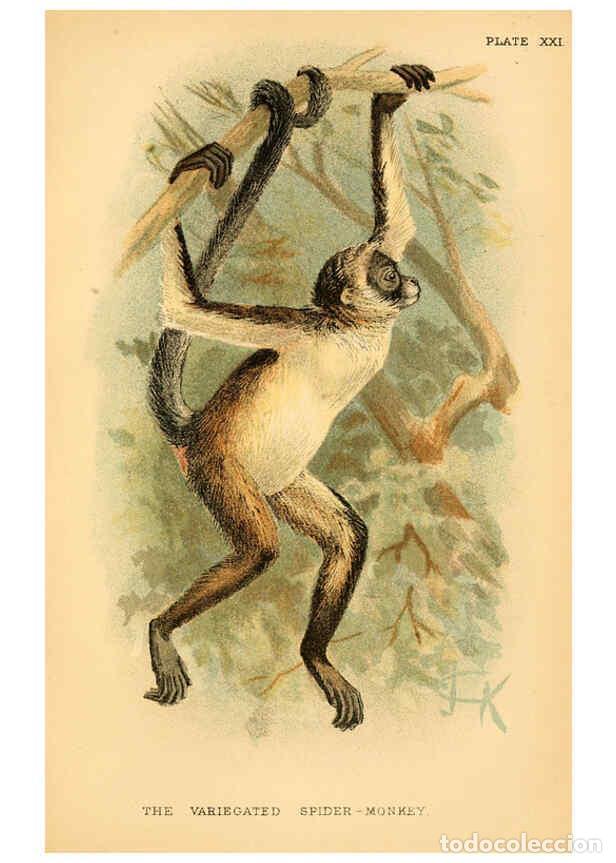 Collection Magazines and Newspapers: Reproducci&oacute;n/Reproduction 6029126948: A hand-book to the primates. v.1 London :W.H. Allen & Co., Ltd