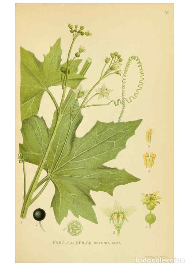 Collection Magazines and Newspapers: Reproducci&oacute;n/Reproduction 6029275394: Billeder af nordens flora. v.1 K&oslash;benhavn,G.E.C. Gad's forlag,1