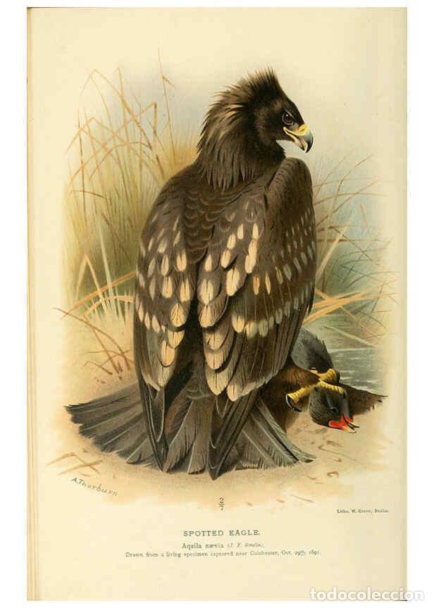 Collection Magazines and Newspapers: Reproducci&oacute;n/Reproduction 6028610295: Coloured figures of the birds of the British Islands. v.1 Lond