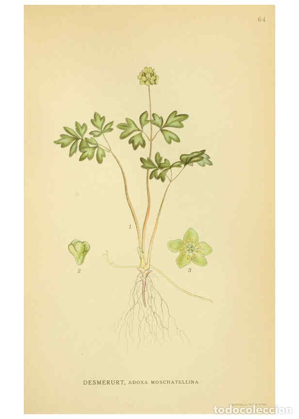 Collection Magazines and Newspapers: Reproducci&oacute;n/Reproduction 6028724531: Billeder af nordens flora. v.1 K&oslash;benhavn,G.E.C. Gad's forlag,1