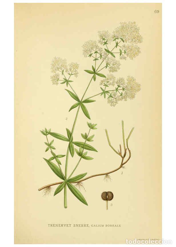 Collection Magazines and Newspapers: Reproducci&oacute;n/Reproduction 6029348858: Billeder af nordens flora. v.1 K&oslash;benhavn,G.E.C. Gad's forlag,1