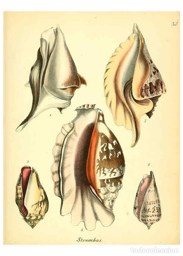 Collection Magazines and Newspapers: Reproducci&oacute;n/Reproduction 6028537221: Conchylienbuch, oder, Allgemeine und besondere Naturgeschichte