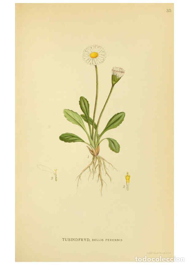 Colecionismo de Revistas e Jornais: Reproducci&oacute;n/Reproduction 6028717013: Billeder af nordens flora. v.1 K&oslash;benhavn,G.E.C. Gad's forlag,1