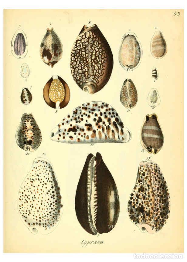 Colecionismo de Revistas e Jornais: Reproducci&oacute;n/Reproduction 6028538135: Conchylienbuch, oder, Allgemeine und besondere Naturgeschichte
