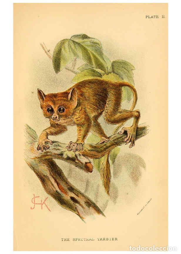 Colecionismo de Revistas e Jornais: Reproducci&oacute;n/Reproduction 6029121728: A hand-book to the primates. v.1 London :W.H. Allen & Co., Ltd