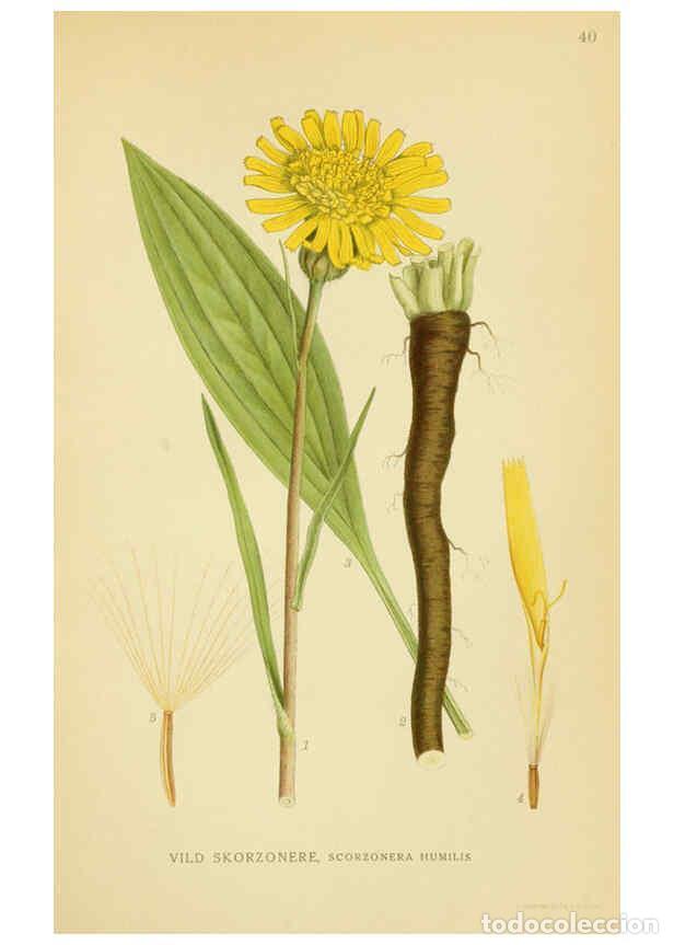 Colecionismo de Revistas e Jornais: Reproducci&oacute;n/Reproduction 6029270478: Billeder af nordens flora. v.1 K&oslash;benhavn,G.E.C. Gad's forlag,1