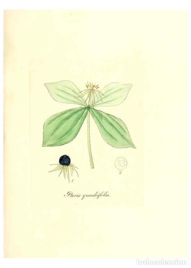 Coleccionismo de Revistas y Peri&oacute;dicos: Reproducci&oacute;n/Reproduction 6031995583: Flora medica, oder, Abbildung der wichtigsten officinellen Pfl