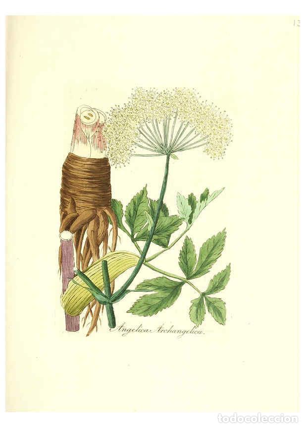 Coleccionismo de Revistas y Peri&oacute;dicos: Reproducci&oacute;n/Reproduction 6032000813: Flora medica, oder, Abbildung der wichtigsten officinellen Pfl