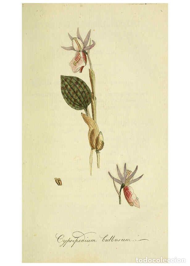 Coleccionismo de Revistas y Peri&oacute;dicos: Reproducci&oacute;n/Reproduction 6032619343: Flora Europaea inchoata. fasc.1-7. Norimbergae :Ex Officina Ra