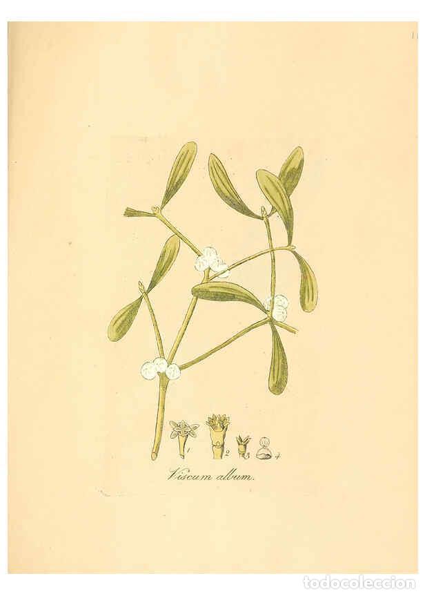 Coleccionismo de Revistas y Peri&oacute;dicos: Reproducci&oacute;n/Reproduction 6032008125: Flora medica, oder, Abbildung der wichtigsten officinellen Pfl