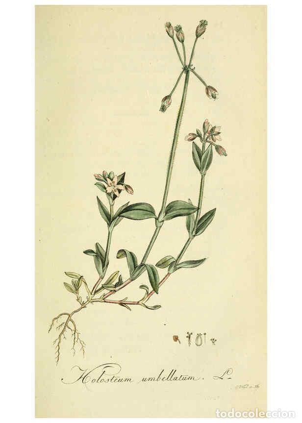 Coleccionismo de Revistas y Peri&oacute;dicos: Reproducci&oacute;n/Reproduction 6033179354: Flora Europaea inchoata. fasc.1-7. Norimbergae :Ex Officina Ra