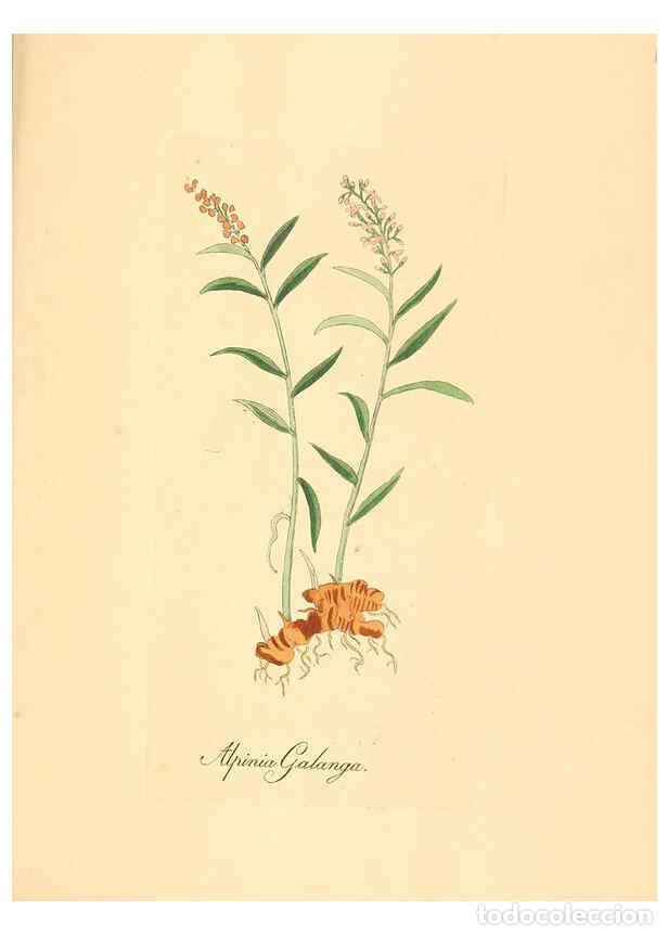 Coleccionismo de Revistas y Peri&oacute;dicos: Reproducci&oacute;n/Reproduction 6032009297: Flora medica, oder, Abbildung der wichtigsten officinellen Pfl