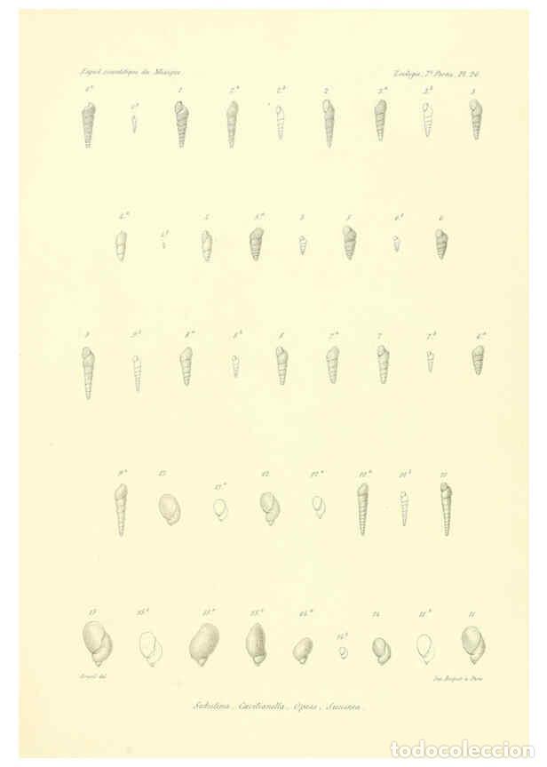 Coleccionismo de Revistas y Peri&oacute;dicos: Reproducci&oacute;n/Reproduction 6032573225: &Eacute;tudes sur les mollusques terrestres et fluviatales du Mexique