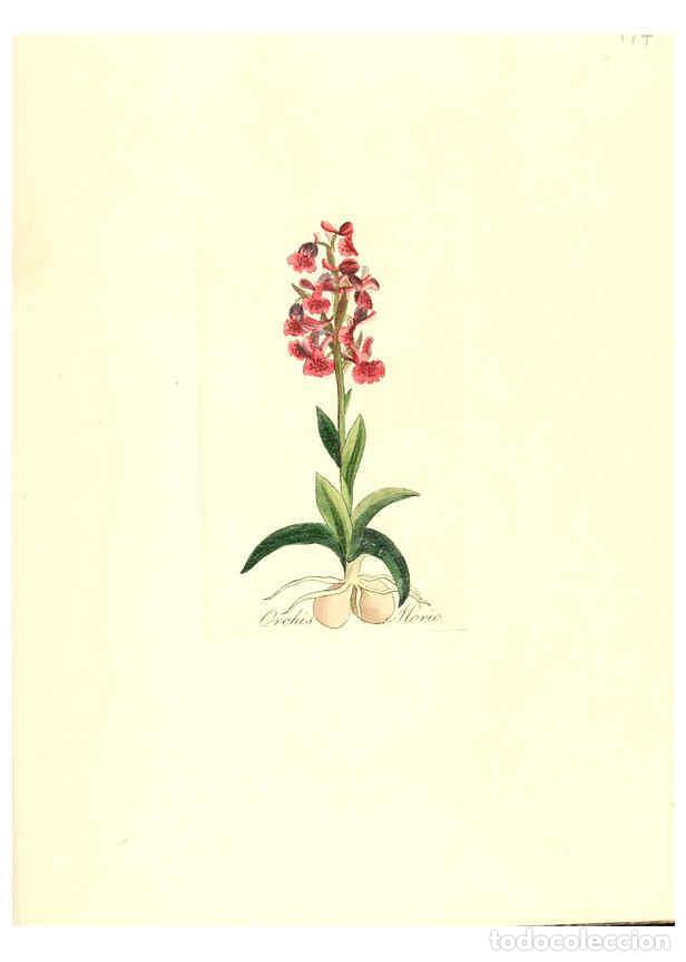 Coleccionismo de Revistas y Peri&oacute;dicos: Reproducci&oacute;n/Reproduction 6032569566: Flora medica, oder, Abbildung der wichtigsten officinellen Pfl