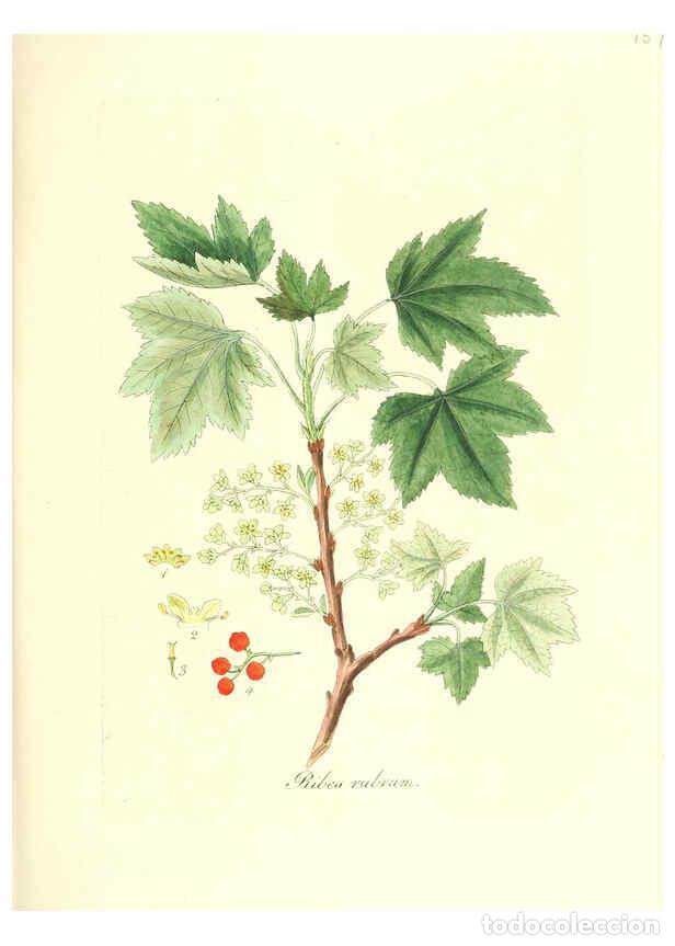 Coleccionismo de Revistas y Peri&oacute;dicos: Reproducci&oacute;n/Reproduction 6032565306: Flora medica, oder, Abbildung der wichtigsten officinellen Pfl