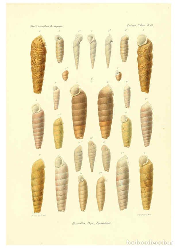 Coleccionismo de Revistas y Peri&oacute;dicos: Reproducci&oacute;n/Reproduction 6033128114: &Eacute;tudes sur les mollusques terrestres et fluviatales du Mexique