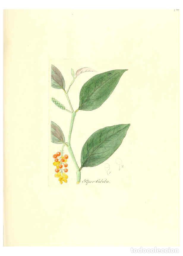 Coleccionismo de Revistas y Peri&oacute;dicos: Reproducci&oacute;n/Reproduction 6032562090: Flora medica, oder, Abbildung der wichtigsten officinellen Pfl
