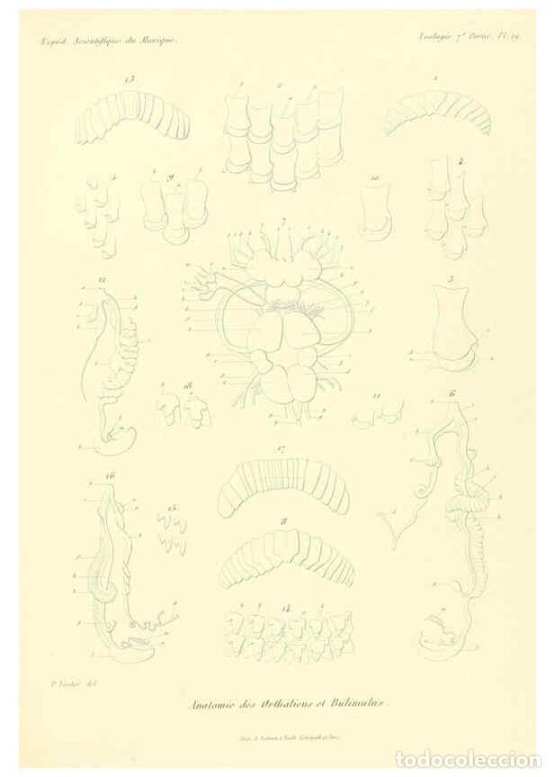 Coleccionismo de Revistas y Peri&oacute;dicos: Reproducci&oacute;n/Reproduction 6033129284: &Eacute;tudes sur les mollusques terrestres et fluviatales du Mexique